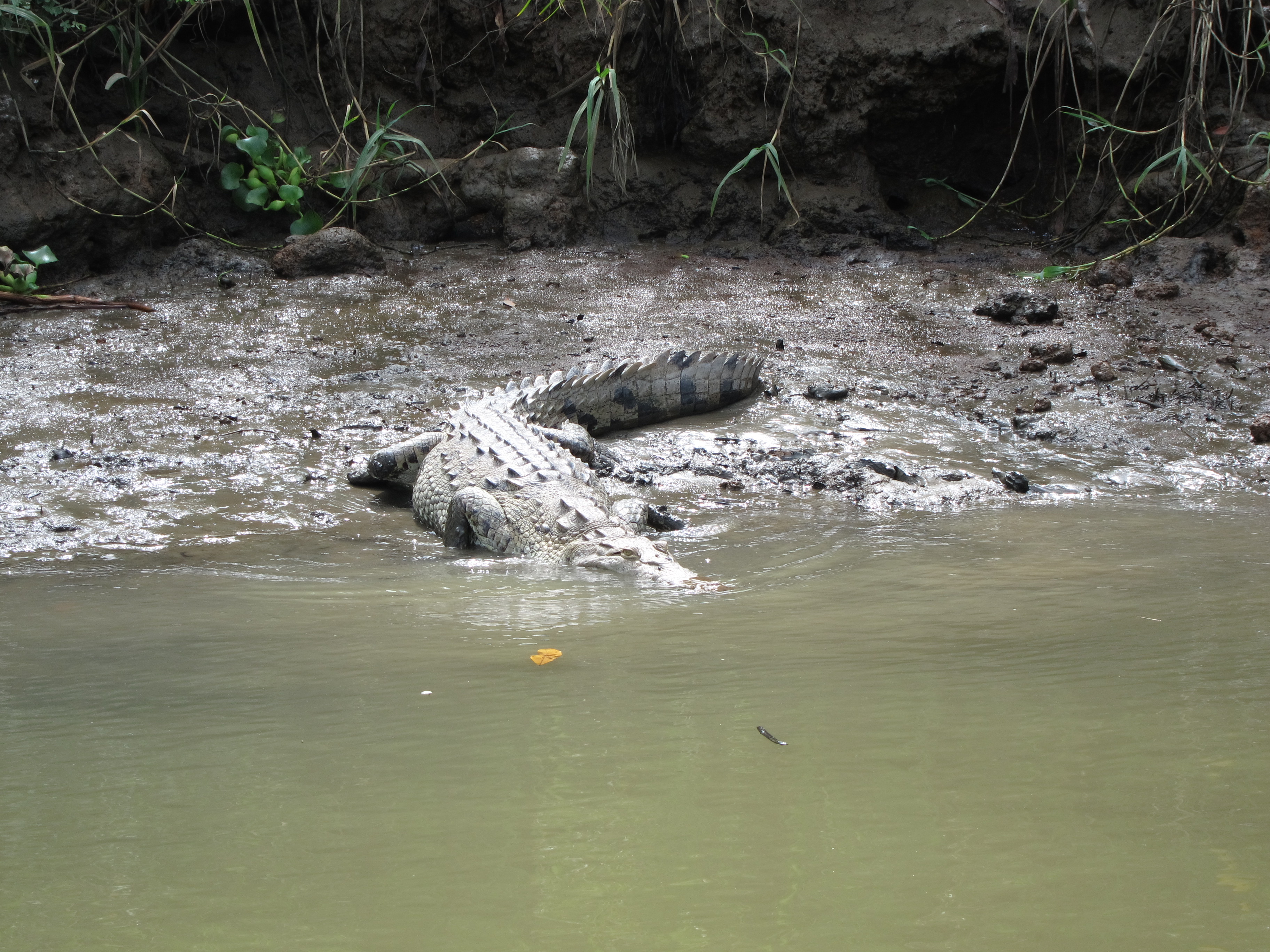 Crocodile
